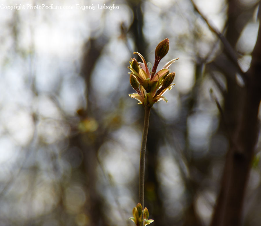 Blossom, Flora, Flower, Plant, Geranium, Fiber, Flax