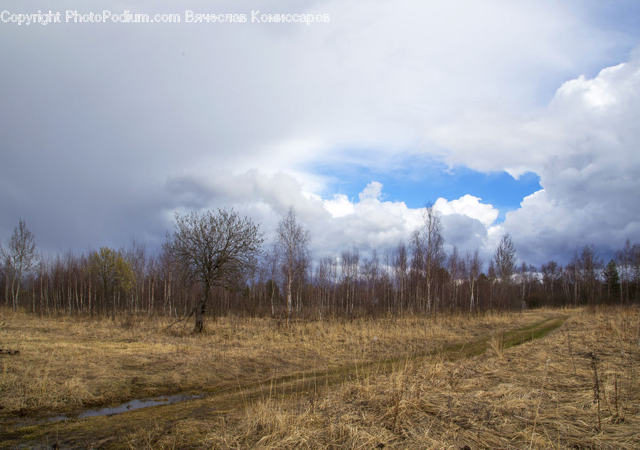 Field, Grass, Grassland, Land, Outdoors, Dirt Road, Gravel