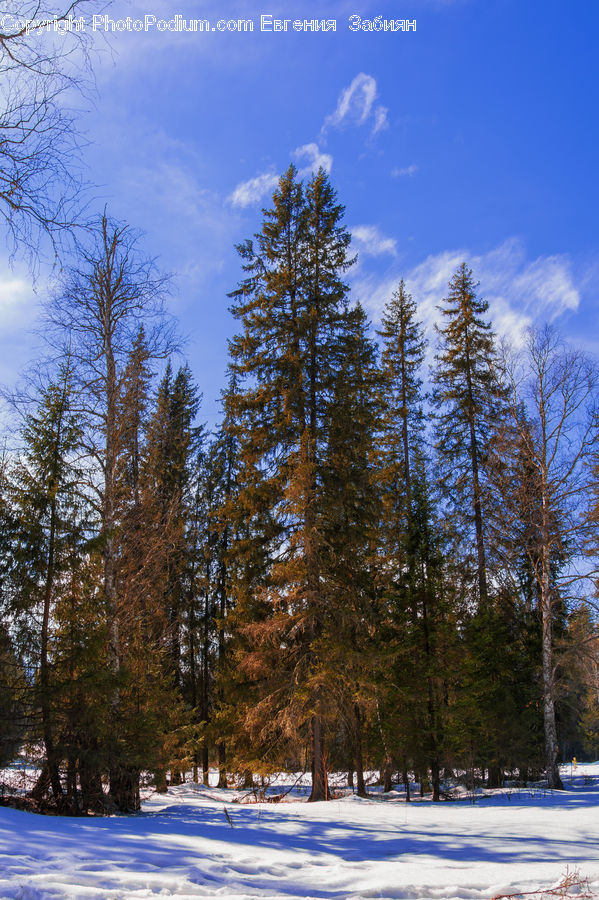 Conifer, Fir, Spruce, Wood, Plant, Tree, Forest