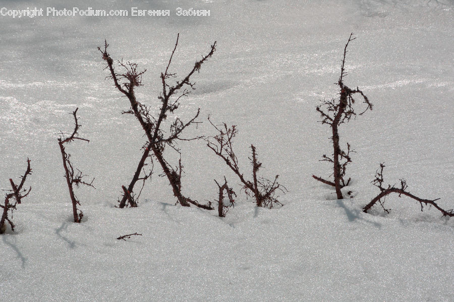 Ice, Outdoors, Snow, Conifer, Fir, Plant, Tree