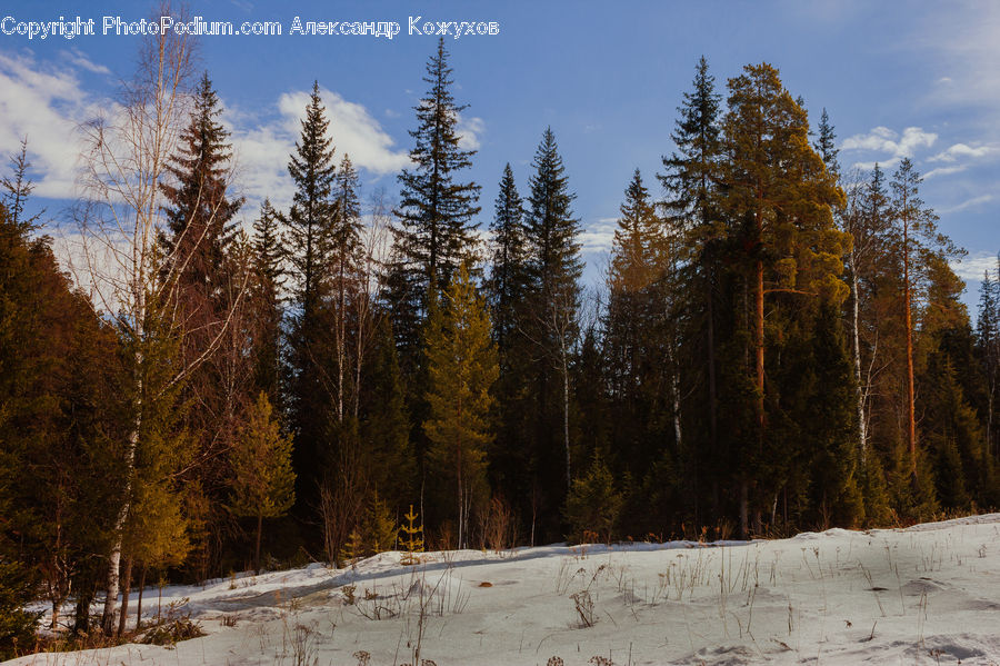 Conifer, Larch, Tree, Wood, Fir, Plant, Spruce