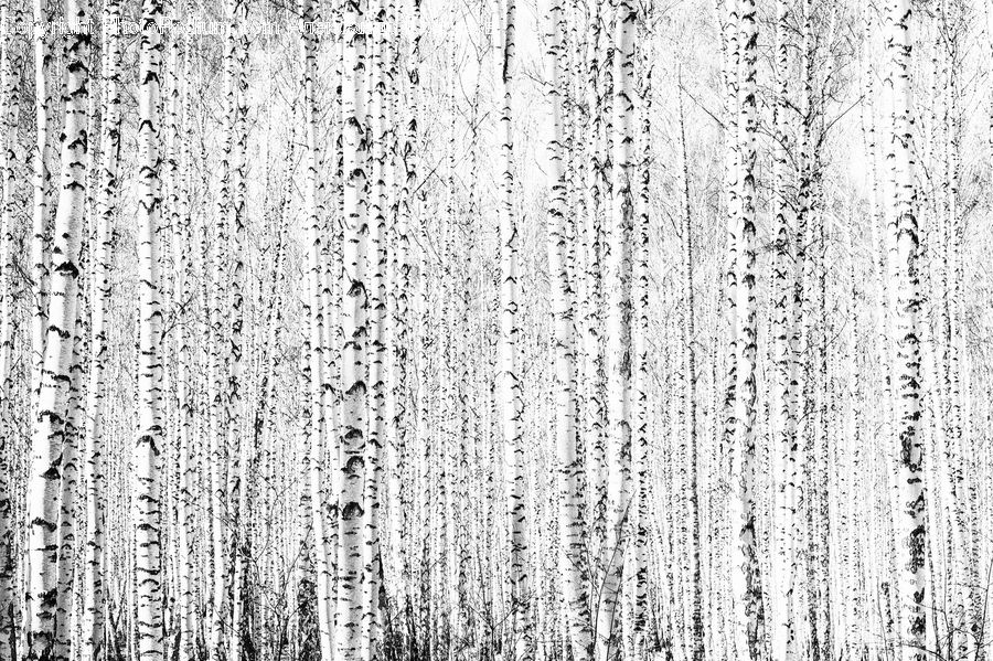 Birch, Tree, Wood