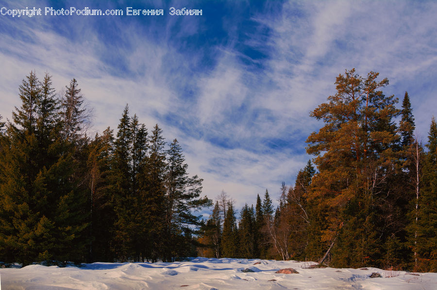 Conifer, Fir, Plant, Tree, Larch, Wood, Spruce
