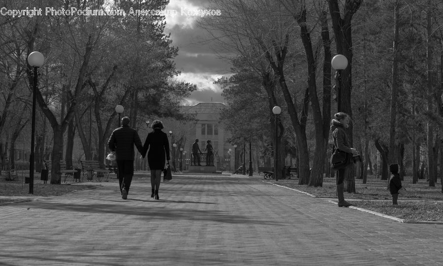 Boardwalk, Path, Pavement, Sidewalk, Walkway, Road, Fir