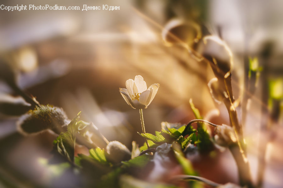 Moss, Plant, Blossom, Flora, Flower, Daffodil, Crocus