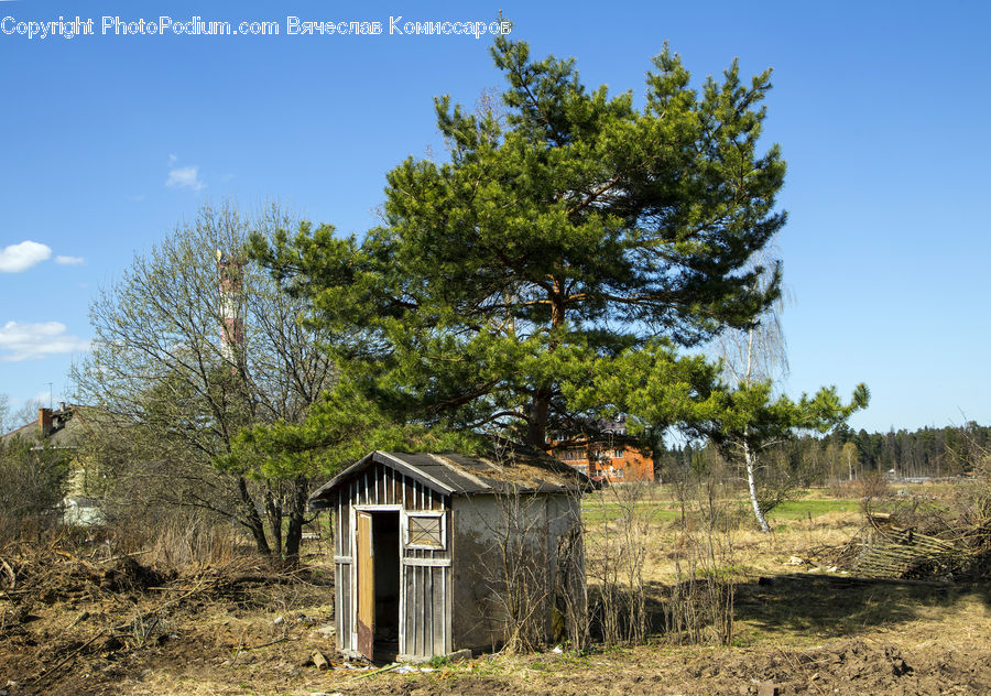 Outhouse, Shack, Conifer, Fir, Plant, Tree, Building