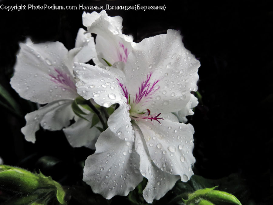 Blossom, Flower, Peony, Plant, Flora, Geranium, Petal