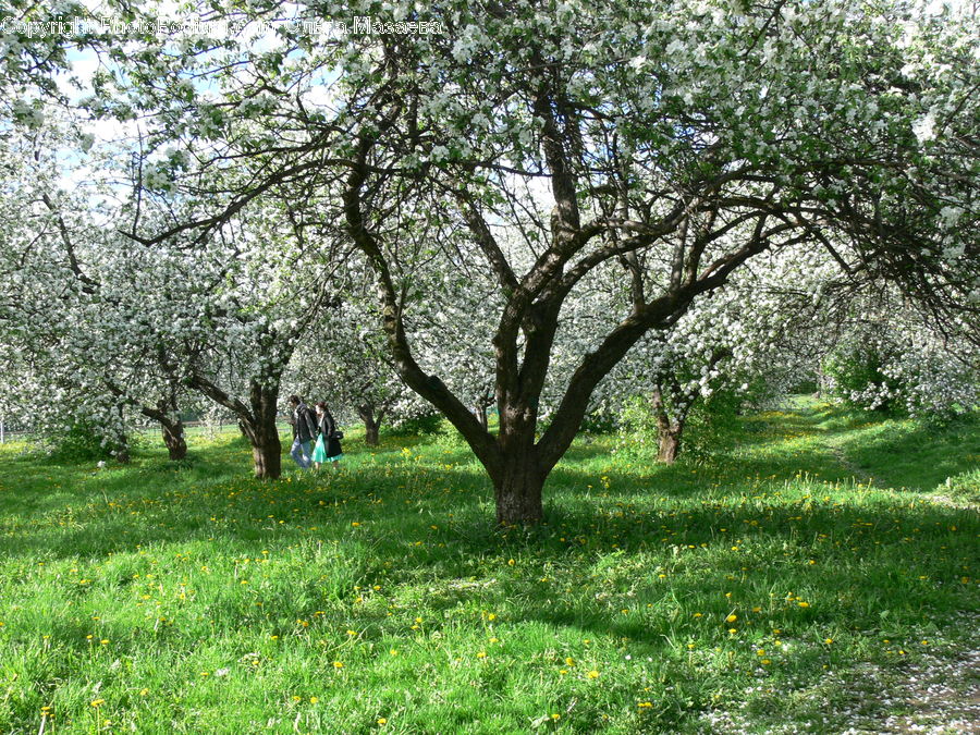 Яблоневый сад в строгино фото