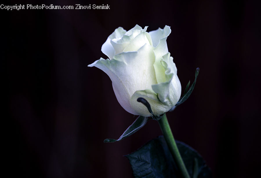 Blossom, Flower, Plant, Rose, Flora, Gladiolus, Peony