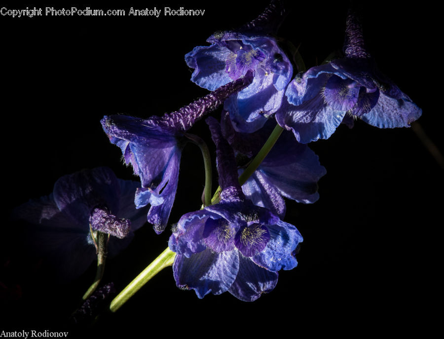 Flora, Flower, Iris, Plant, Blossom, Geranium, Acanthaceae