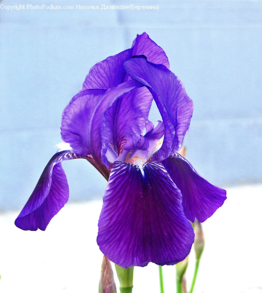 People, Person, Human, Flora, Flower, Iris, Plant