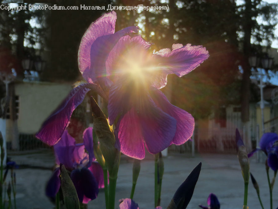 People, Person, Human, Flora, Flower, Gladiolus, Plant