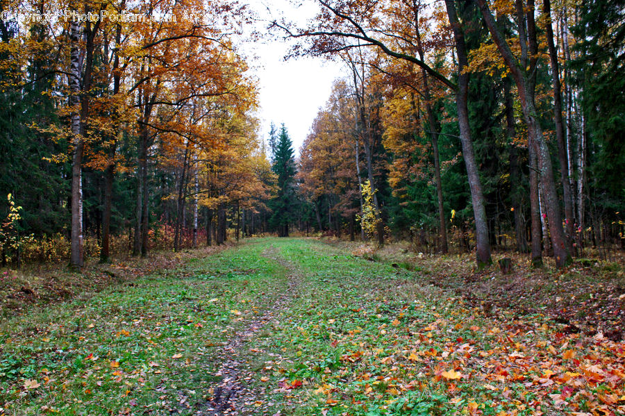 Forest, Vegetation, Grove, Land, Dirt Road, Gravel, Road