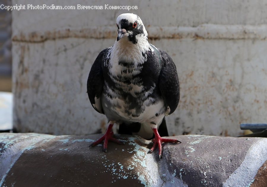 Bird, Pigeon, Dove, Booby, Beak