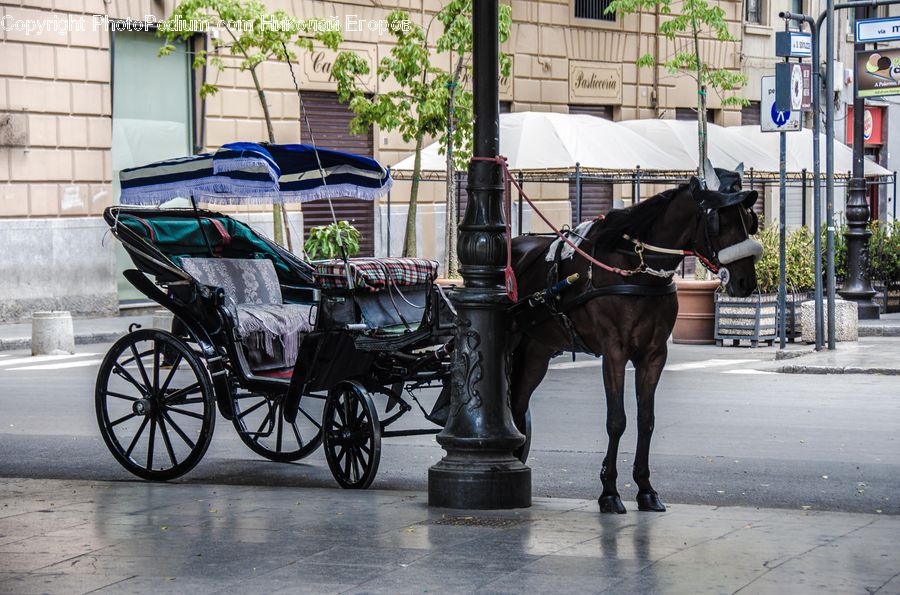 Carriage, Horse Cart, Vehicle, Animal, Horse, Mammal, Bonsai