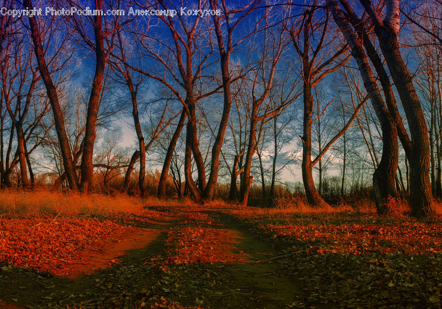 Dirt Road, Gravel, Road, Plant, Tree, Oak, Wood