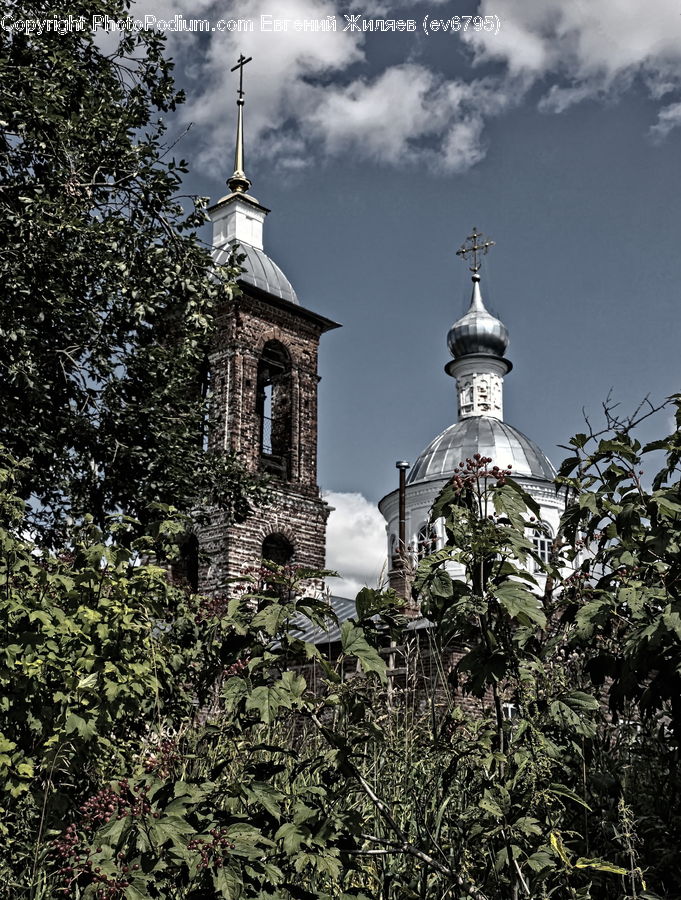 Architecture, Tower, Bell Tower, Clock Tower, Ivy, Plant, Vine