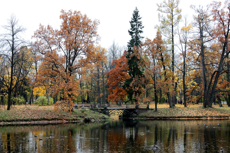 Oak, Tree, Wood, Plant, Outdoors, Pond, Water