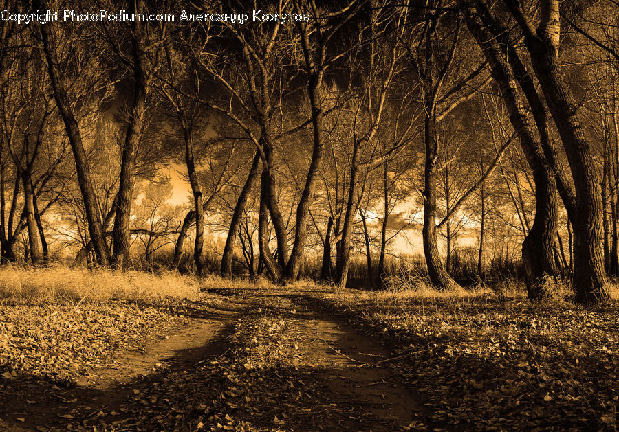 Dirt Road, Gravel, Road, Forest, Vegetation, Grove, Land