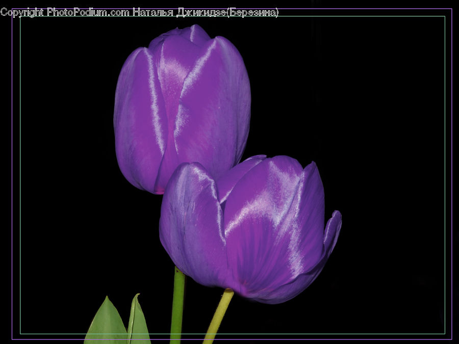 Blossom, Crocus, Flora, Flower, Plant, People, Person