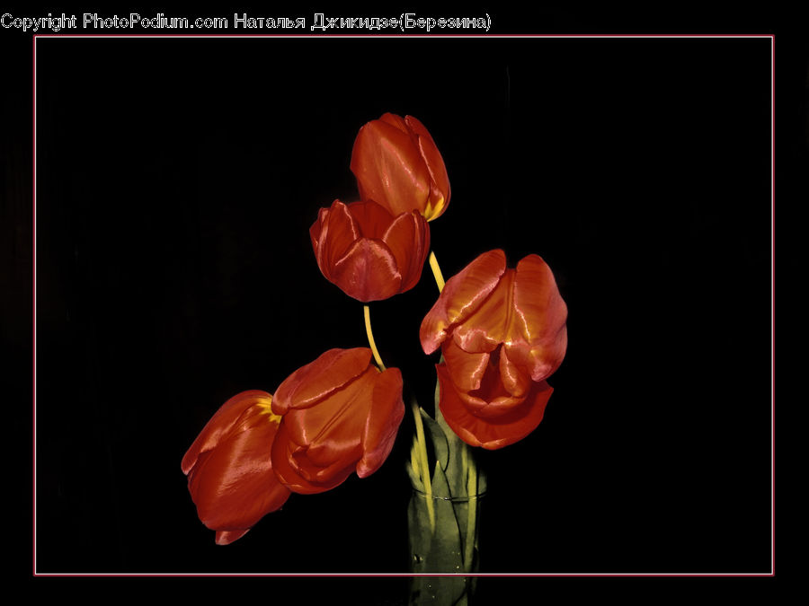 Blossom, Flora, Flower, Plant, Tulip, Geranium, Crocus