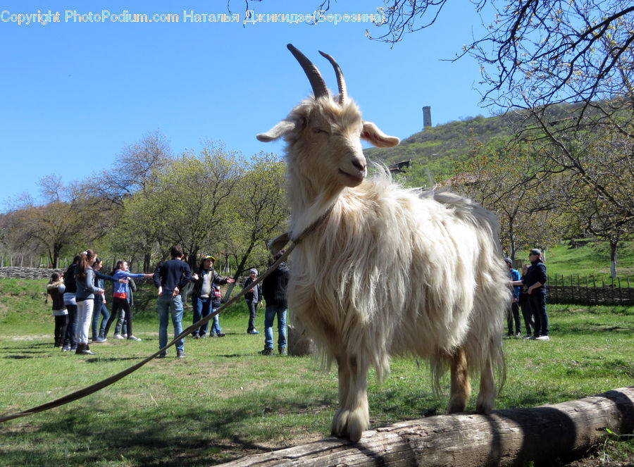 Animal, Goat, Mammal, Mountain Goat, Forest, Vegetation, Canine