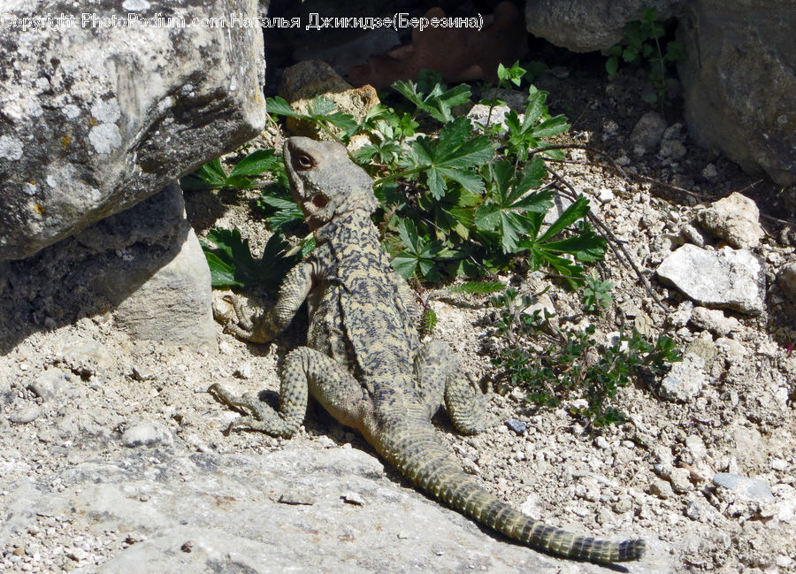 Lizard, Reptile, Hole, Iguana, Rock, Rubble, Soil