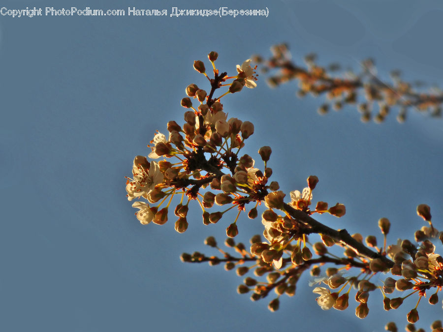 Blossom, Cherry Blossom, Flower, Flora, Plant