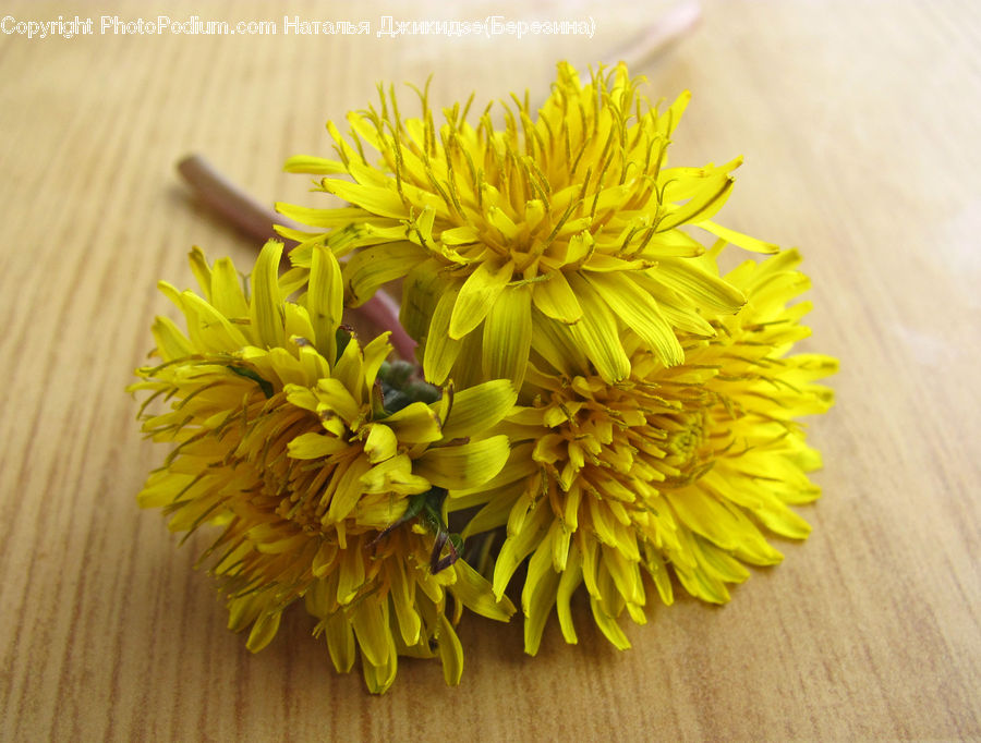 Dandelion, Flower, Plant, Asteraceae, Blossom, Flora, Dahlia