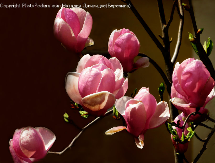 Blossom, Flora, Flower, Plant, Rose, Petal, Bud