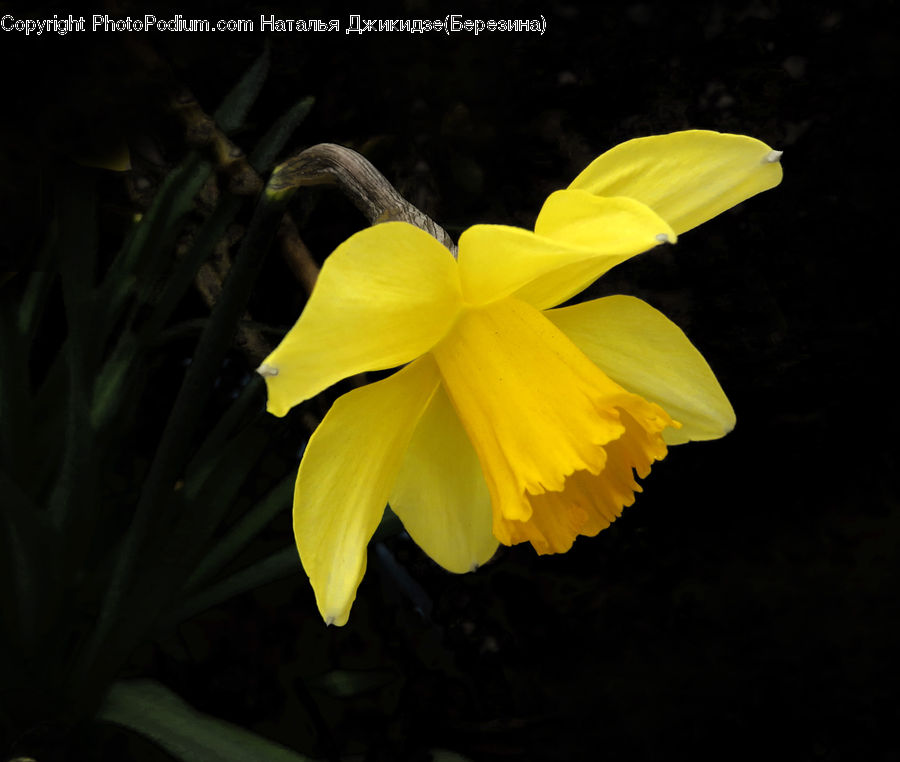 Blossom, Daffodil, Flora, Flower, Plant, Gladiolus