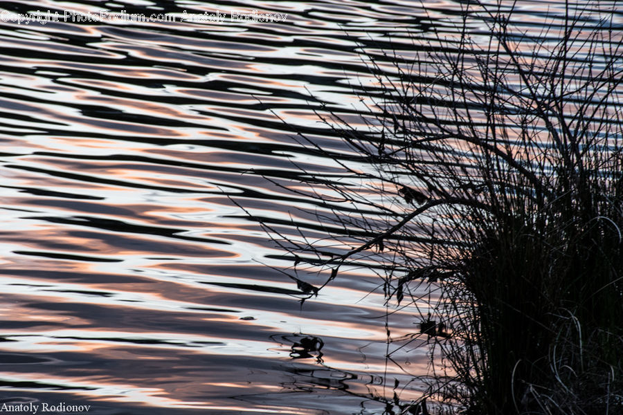 Night, Outdoors, Grass, Plant, Reed, Ripple, Water