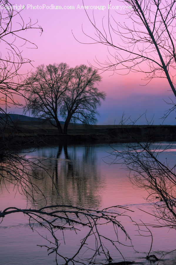 Plant, Tree, Oak, Wood, Silhouette, Dock, Landing