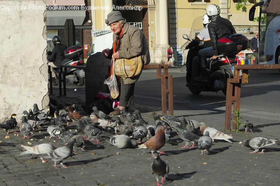 Bird, Pigeon, People, Person, Human, Motor, Motorcycle