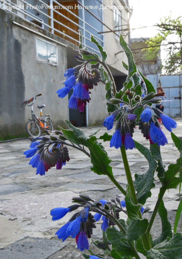 People, Person, Human, Bicycle, Bike, Vehicle, Bird