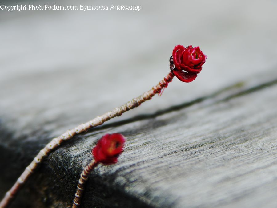 Blossom, Flower, Plant, Rose, Bud, Flora, Geranium