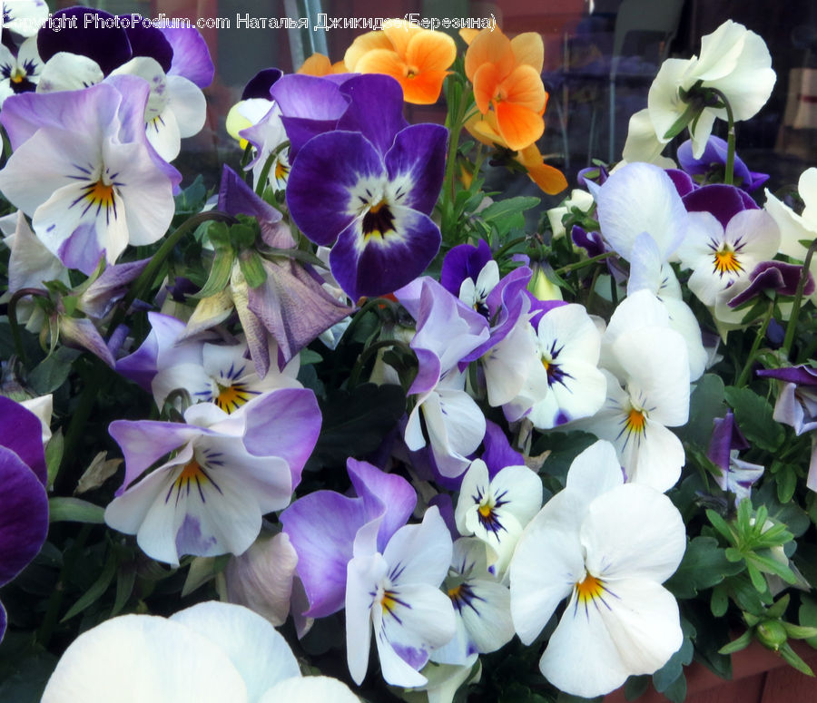 Blossom, Crocus, Flora, Flower, Plant, Potted Plant, Geranium