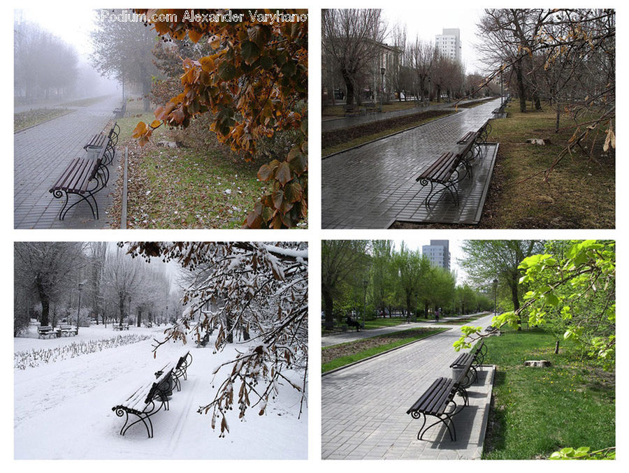 Collage, Poster, Park Bench, Backyard, Yard, Plant, Tree