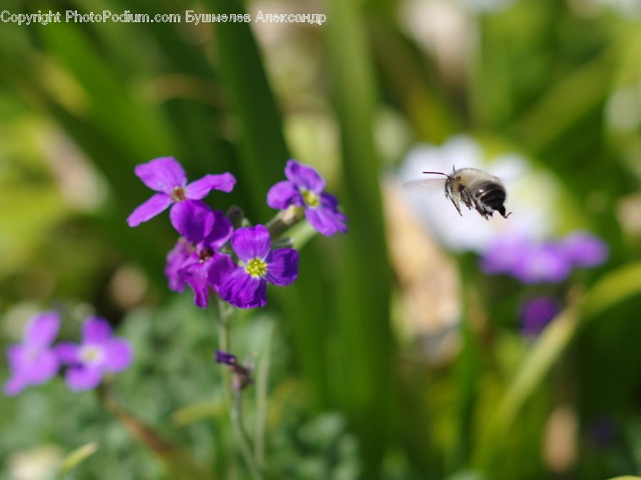 Bee, Insect, Invertebrate, Apidae, Bumblebee, Honey Bee, Flora