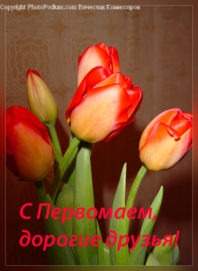 Blossom, Flora, Flower, Plant, Tulip, Bud, Flower Arrangement