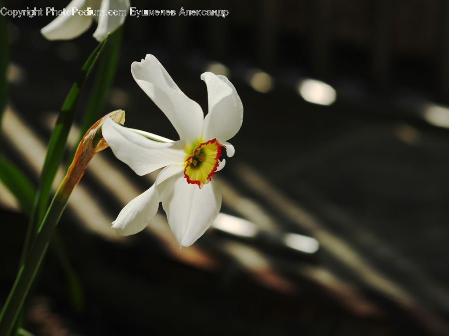 Blossom, Daffodil, Flora, Flower, Plant, Lily, Amaryllidaceae