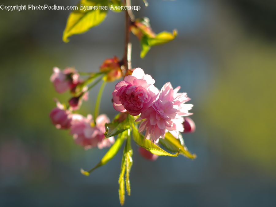 Blossom, Flora, Flower, Plant, Cherry Blossom