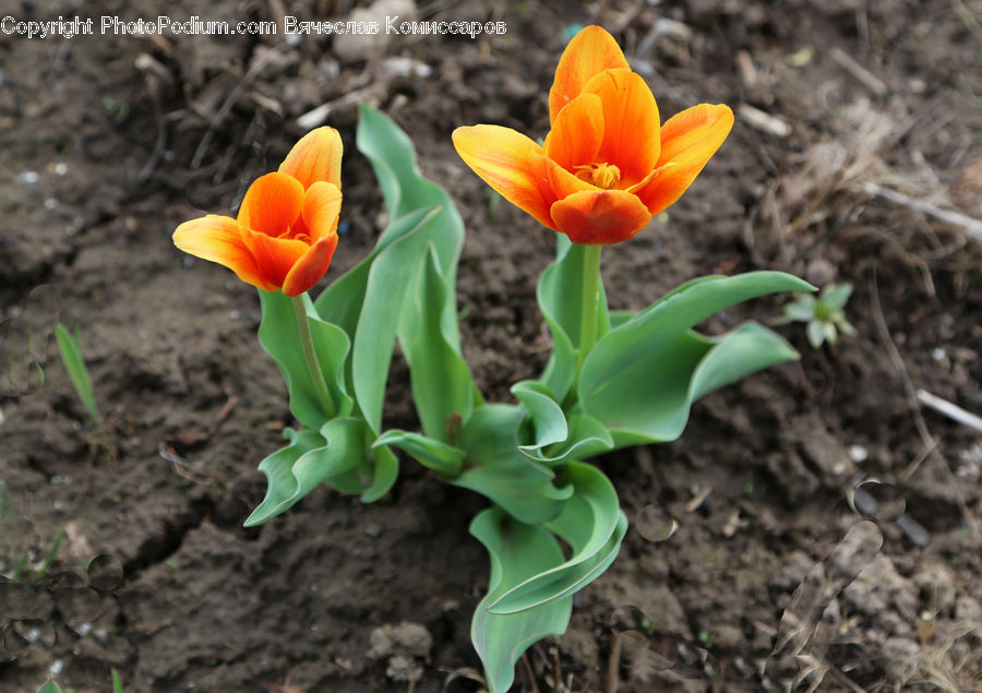 Blossom, Crocus, Flora, Flower, Plant, Tulip, Soil