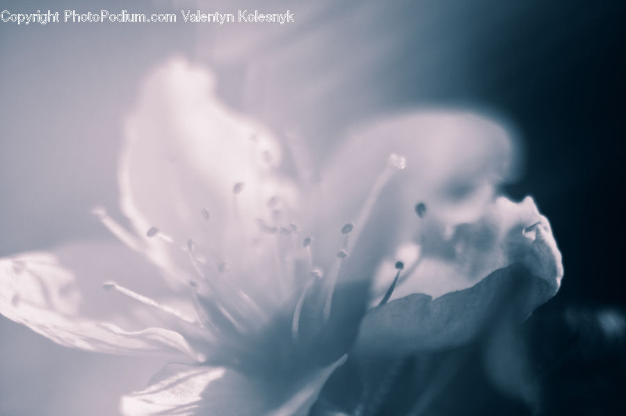 Light, Blossom, Carnation, Flower, Plant, Flora, Daisies