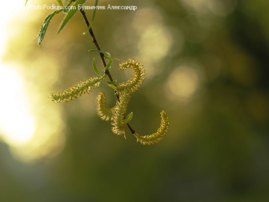 Dill, Plant, Conifer, Fir, Tree, Flare, Light