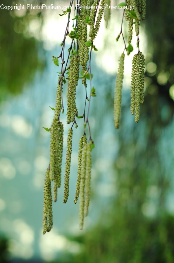 Plant, Vine, Conifer, Fir, Tree, Blossom, Flora