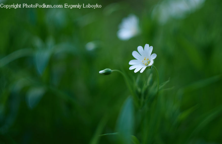 Fiber, Flax, Flora, Flower, Plant, Daisies, Daisy