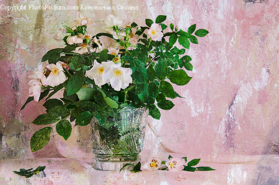 Plant, Potted Plant, Blossom, Flora, Flower, Geranium, Flower Arrangement