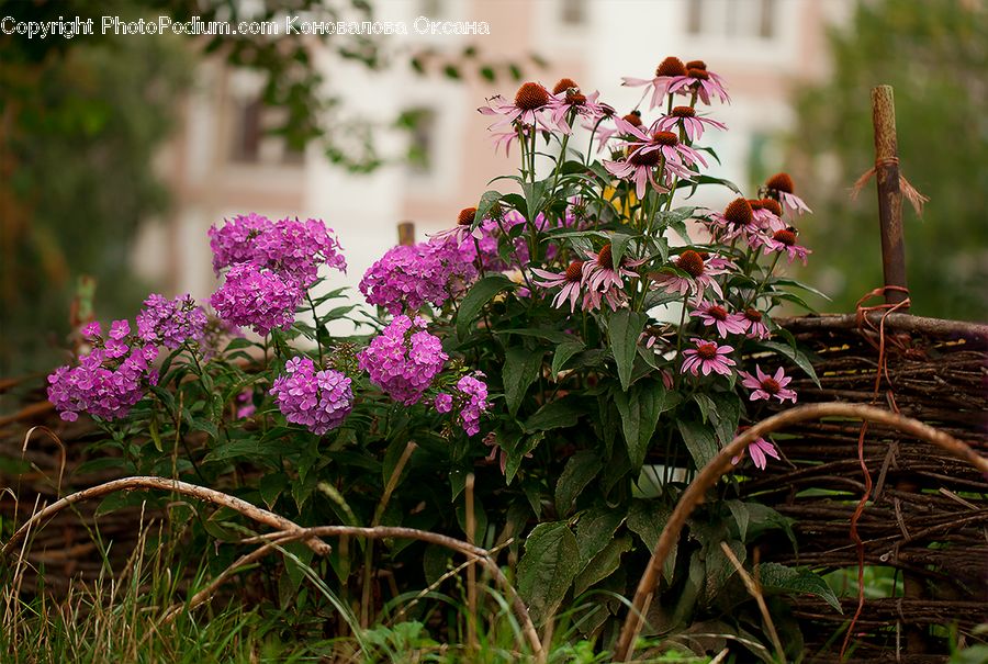 Bush, Plant, Vegetation, Blossom, Flora, Flower, Weed