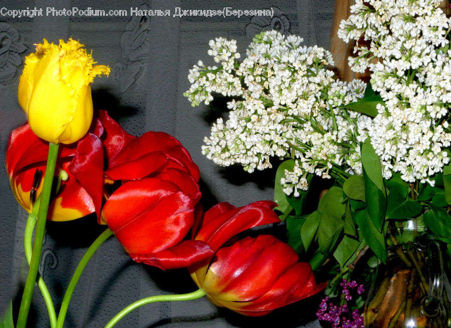 Plant, Potted Plant, Blossom, Flora, Flower, Tulip, Flower Arrangement